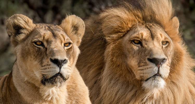 Portrait rapproché d'une lionne et d'un lion regardant attentivement au loin.