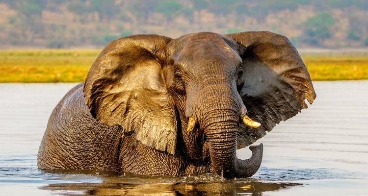 Un éléphant d'Afrique se baigne dans l'eau de la rivière, les oreilles largement déployées et les défenses luisantes.