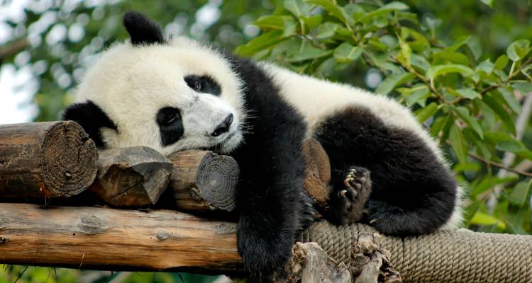 Junger Panda ruht seinen Kopf auf Holzstämmen inmitten belaubter grüner Äste