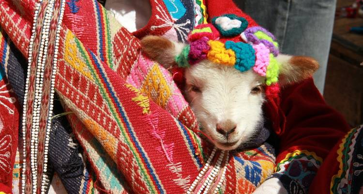 Een babylam kijkt vanuit kleurrijke geweven Andeaanse textiel en toont lokaal vakmanschap
