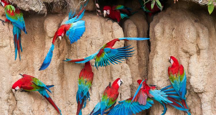 Levendige scharlakenrode ara's die rondwervelen rond een kleiklif in dicht regenwoud