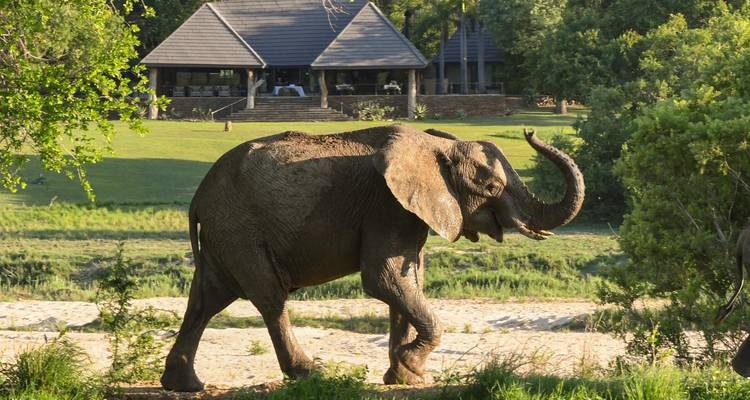 Éléphant marchant près d'un lodge de safari.