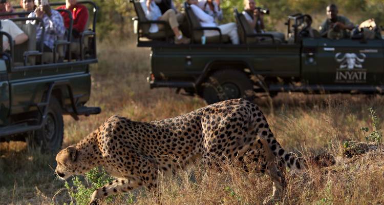 Guépard en chasse pendant un safari avec des touristes qui observent.