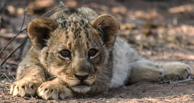 Lionceau reposant sur le sol.