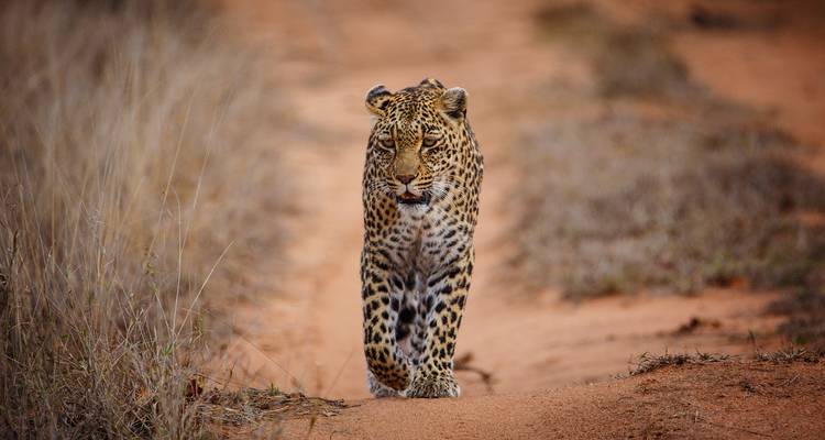 Léopard marchant sur un sentier de safari.