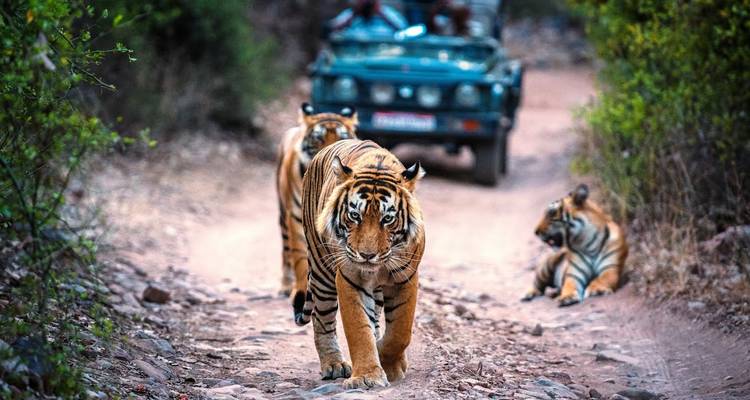 Tigers on a safari trail in Ranthambore National Park, India.