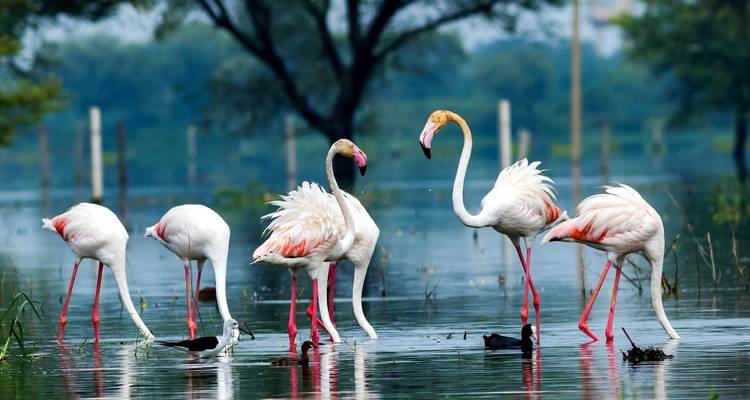 Group of flamingos standing in water with trees in the background.