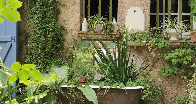 Jardin de baignoire envahi par diverses plantes.