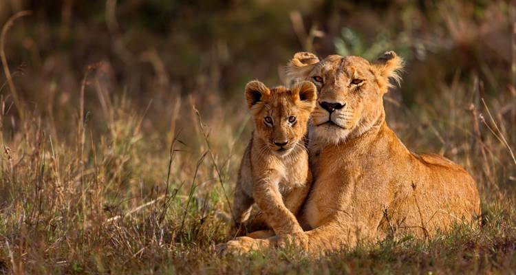 Lionne avec son petit couchée dans l'herbe.