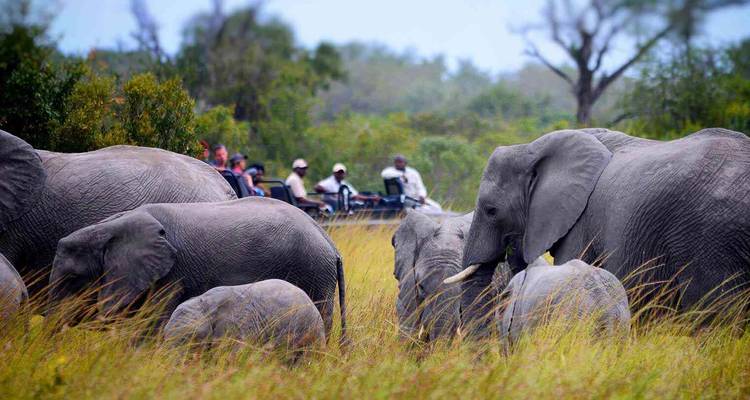 Éléphants paissant près de touristes de safari dans des véhicules.