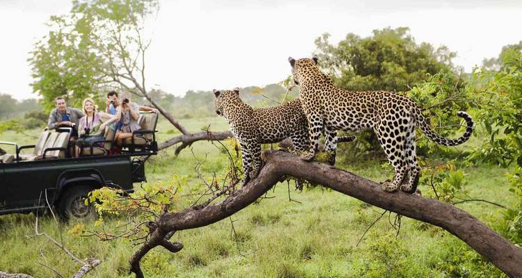 Des léopards sur une branche d'arbre observés par des touristes de safari.
