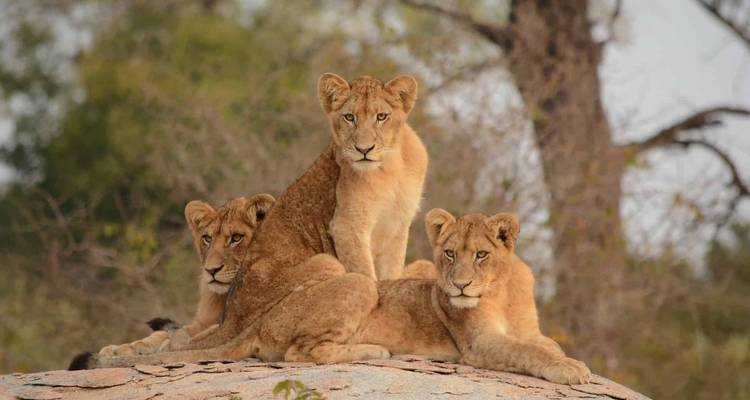 Trois lionceaux assis ensemble sur un rocher.