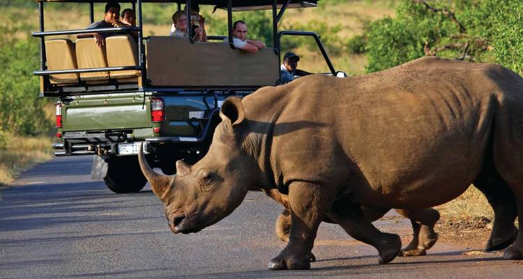 Rhinocéros traversant la route devant des touristes de safari.