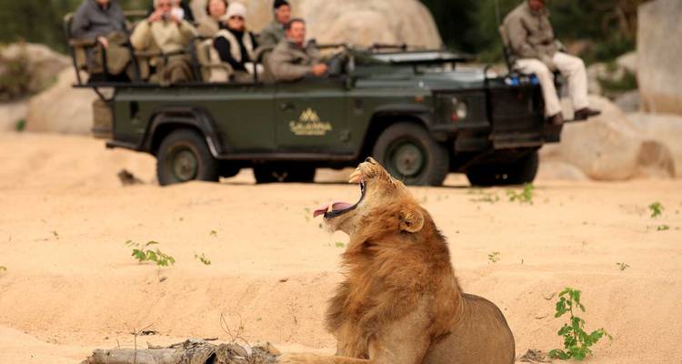 Lion rugissant avec un véhicule de safari et des touristes en arrière-plan.