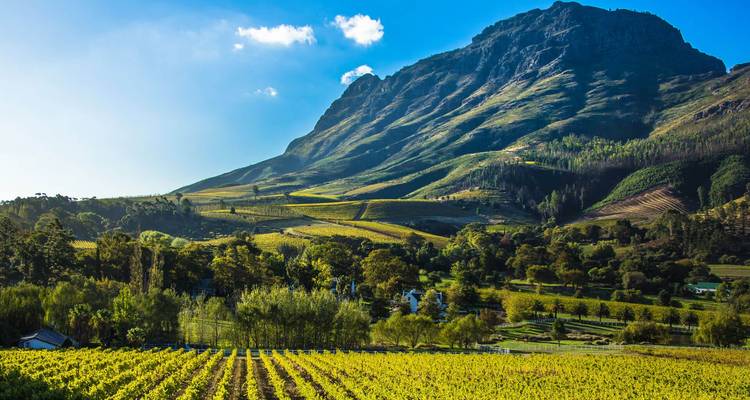 Scenic view of vineyards with a mountain backdrop under a clear blue sky.
