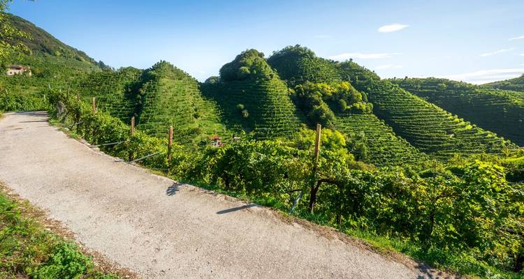Vignobles sur des collines vallonnées sous un ciel dégagé.