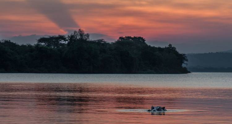 A serene lake at sunset with a hippo partially submerged and distant trees on the horizon.
