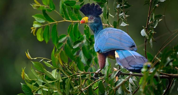 A colorful bird perched on a branch amidst green leaves.