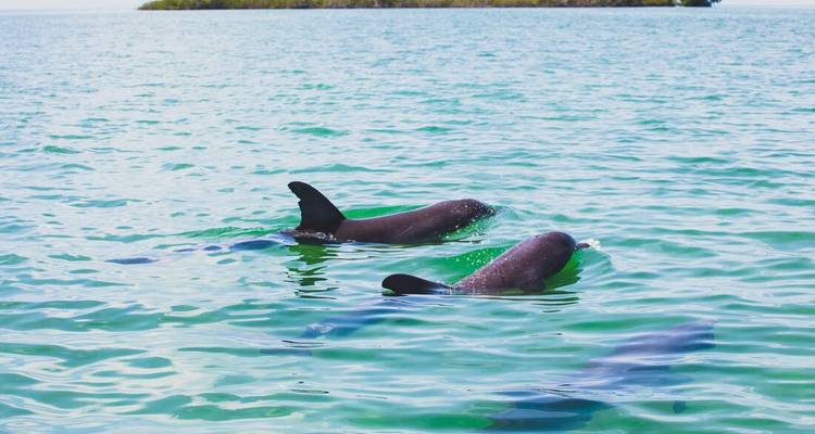 Dolphins swimming in clear blue-green water.