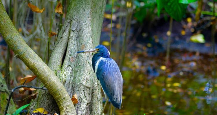 A blue heron standing by a tree in a watery forest environment.