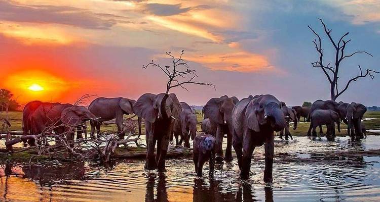 Un troupeau d'éléphants dans l'eau au coucher du soleil.