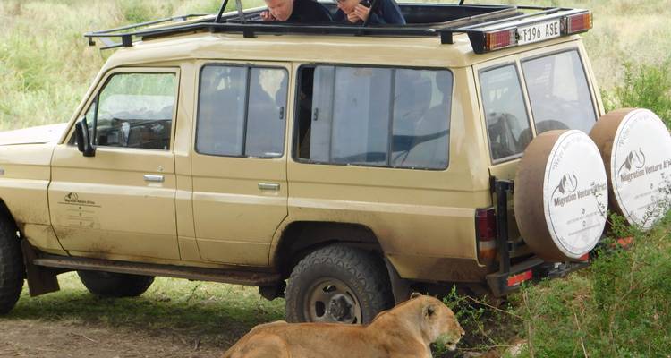 Un véhicule de safari avec des personnes observant un lion.