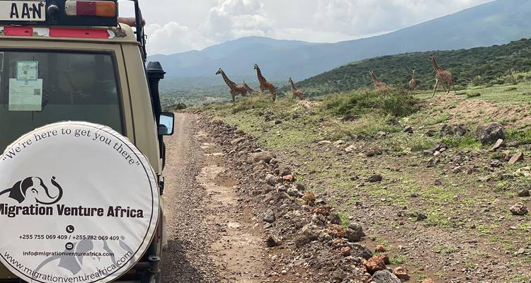 Safari-Fahrzeug mit entfernten Giraffen in der Landschaft.