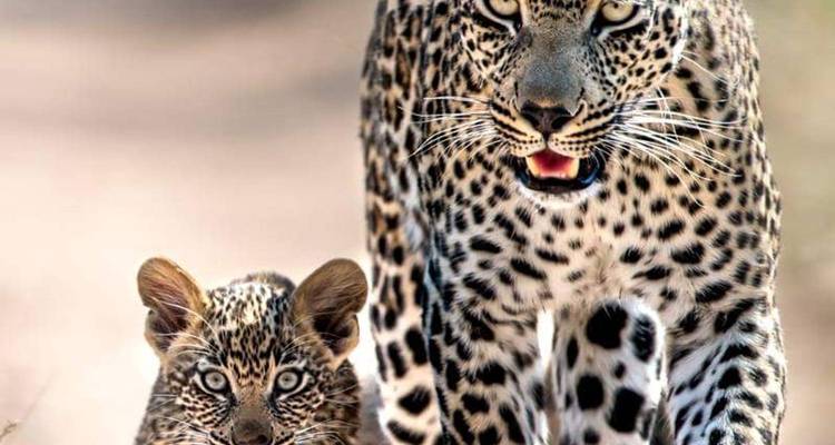 Ein Leopard, der mit einem Jungtier auf einem sandigen Pfad geht.