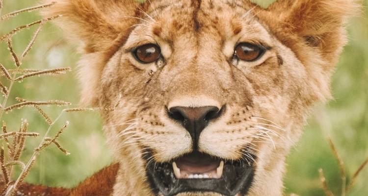 Nahaufnahme eines jungen Löwen in seinem natürlichen Lebensraum.