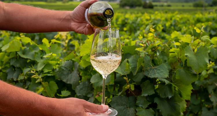 Vin versé dans un verre avec vignoble en arrière-plan