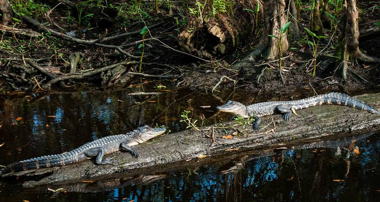 Alligators resting on a log in a swamp.