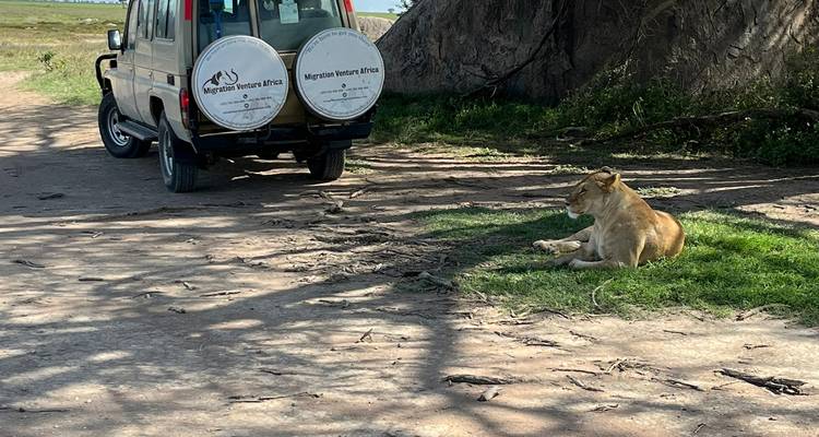 Safarifahrzeug und eine Löwin, die im Gras liegt.