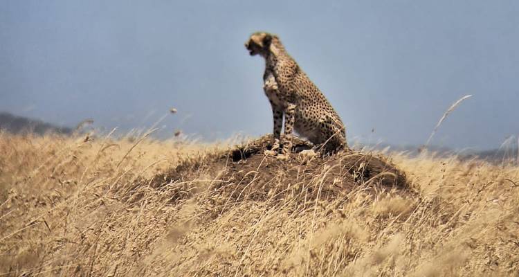 Gepard, der auf einem Termitenhügel sitzt.