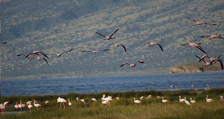 See mit Flamingos, die fliegen und im Wasser waten.