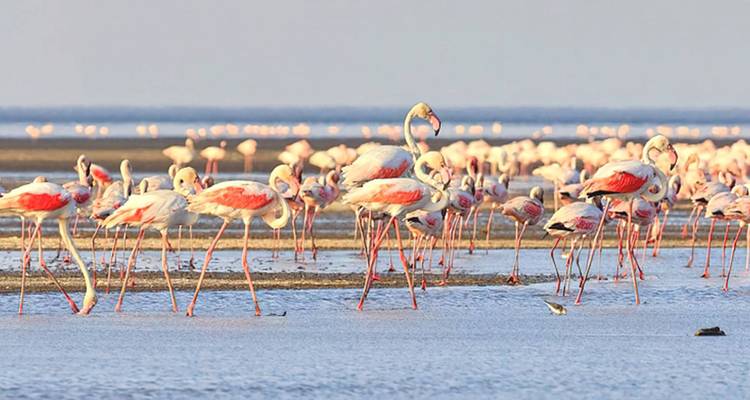 Nahaufnahme von Flamingos in einem See.