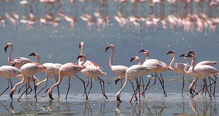 Gruppe von Flamingos, die im Wasser stehen.