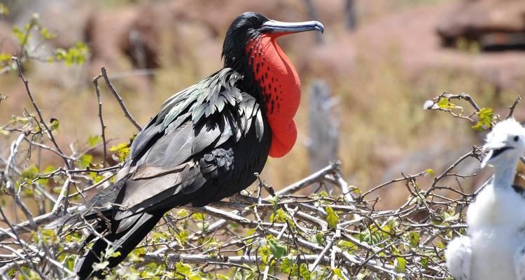 A frigate bird with a red throat pouch perching on a branch.