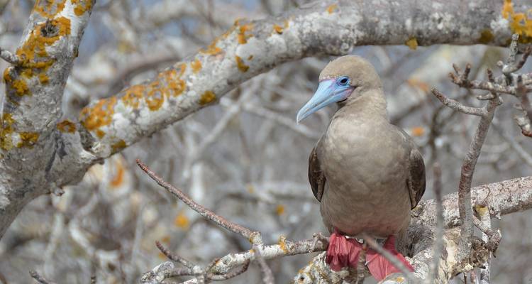 A red-footed booby perched on a branch with moss-covered trees.