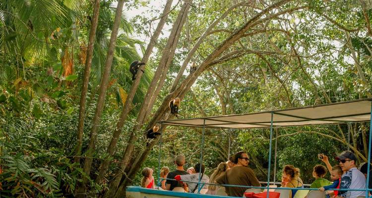 Tourists on a boat observing monkeys among lush trees.
