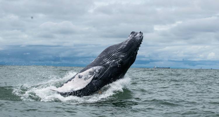 A majestic whale breaching in open water.