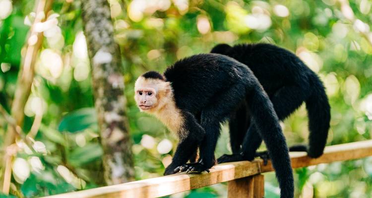 Two monkeys sitting on a railing, surrounded by greenery.