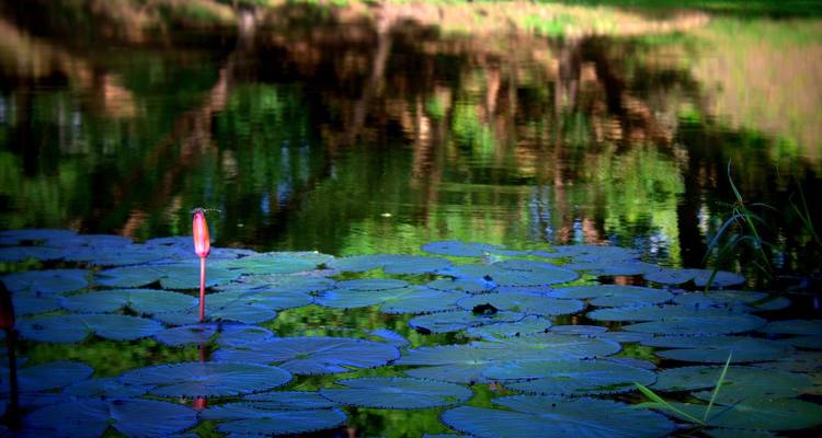 Close-up of a single pink water lily bud among broad green lily pads on a shaded pond.