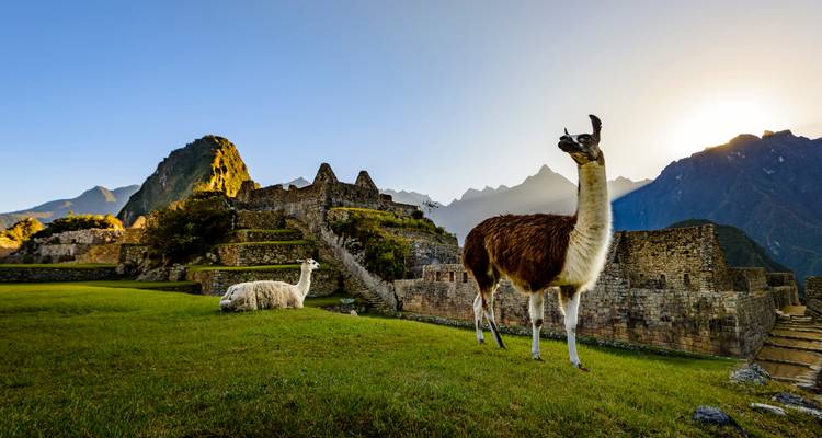 Llamas grazing with Machu Picchu in the background.
