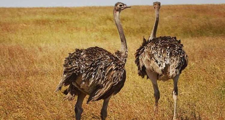 Two ostriches standing closely together on the savannah.