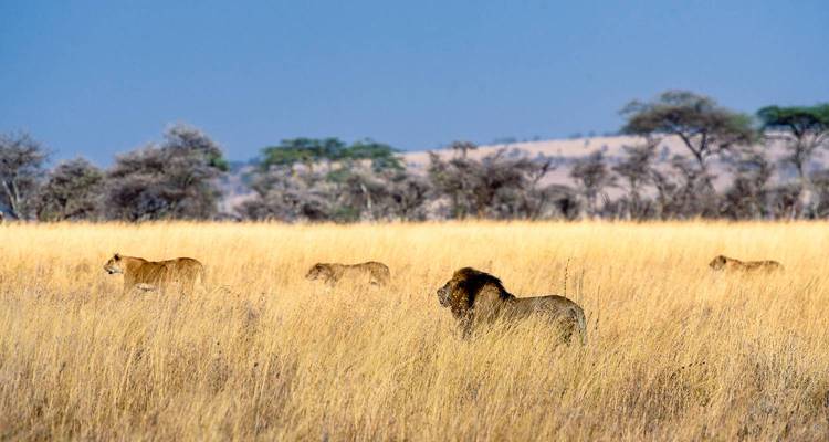Lions walking through tall yellow grass in the savannah.