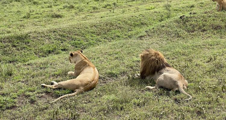 Two lions resting on grassy terrain.