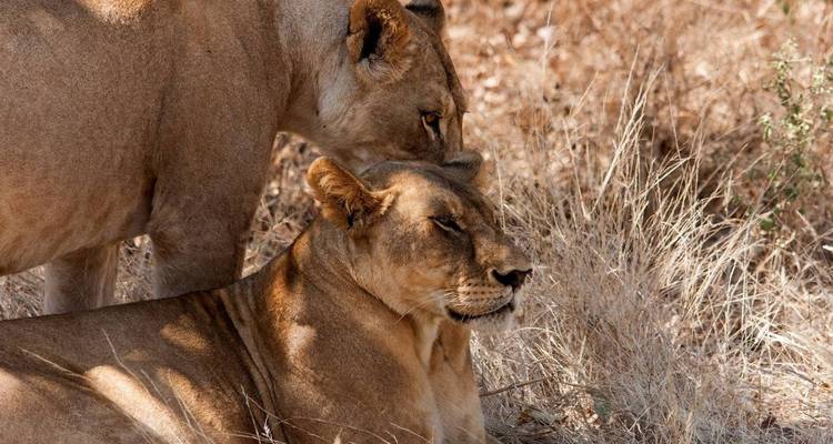 Two lions nuzzling affectionately in dry grass.