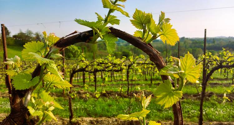 Vignes d'un vert éclatant dans un paysage de vignoble.