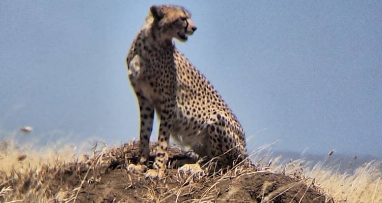 Guépard assis sur une petite colline dans la savane.