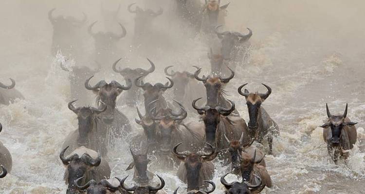 Gnoe-migratie die een rivier oversteekt.